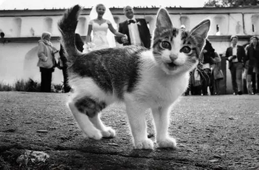 Кошки испортили фото хозяевам: смешная подборка фото с котами
