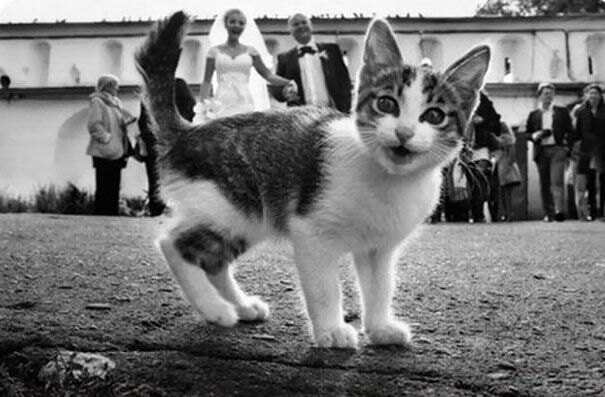 Кошки испортили фото хозяевам: смешная подборка фото с котами