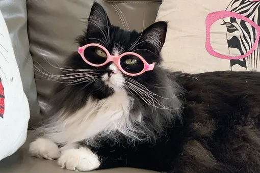 Магазин оптики нанял кошку-модель. Глядя на нее, очки хотят носить даже дети