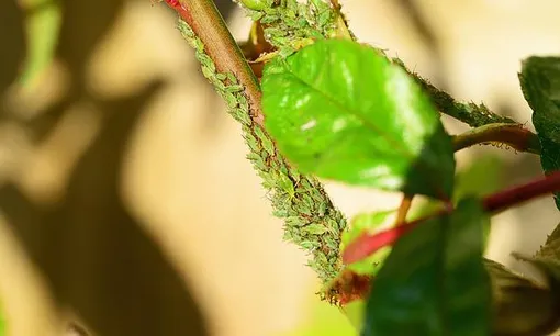 Мелкие насекомые поселяются на нижней стороне листьев, побегах и бутонах роз.