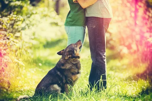Владелиц собак чаще приглашают на свидания (а кошатницам и так хорошо!)