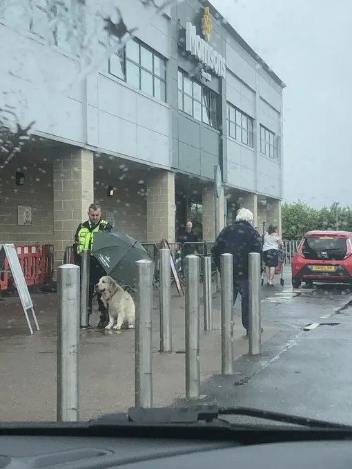 Собака, охранник, зонт, магазин, дождь, Morrisons