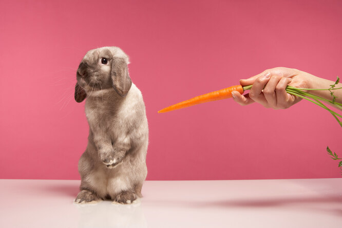 Смотрим в глаза и мучаем кролика: 8 странных тестов на беременность из прошлого