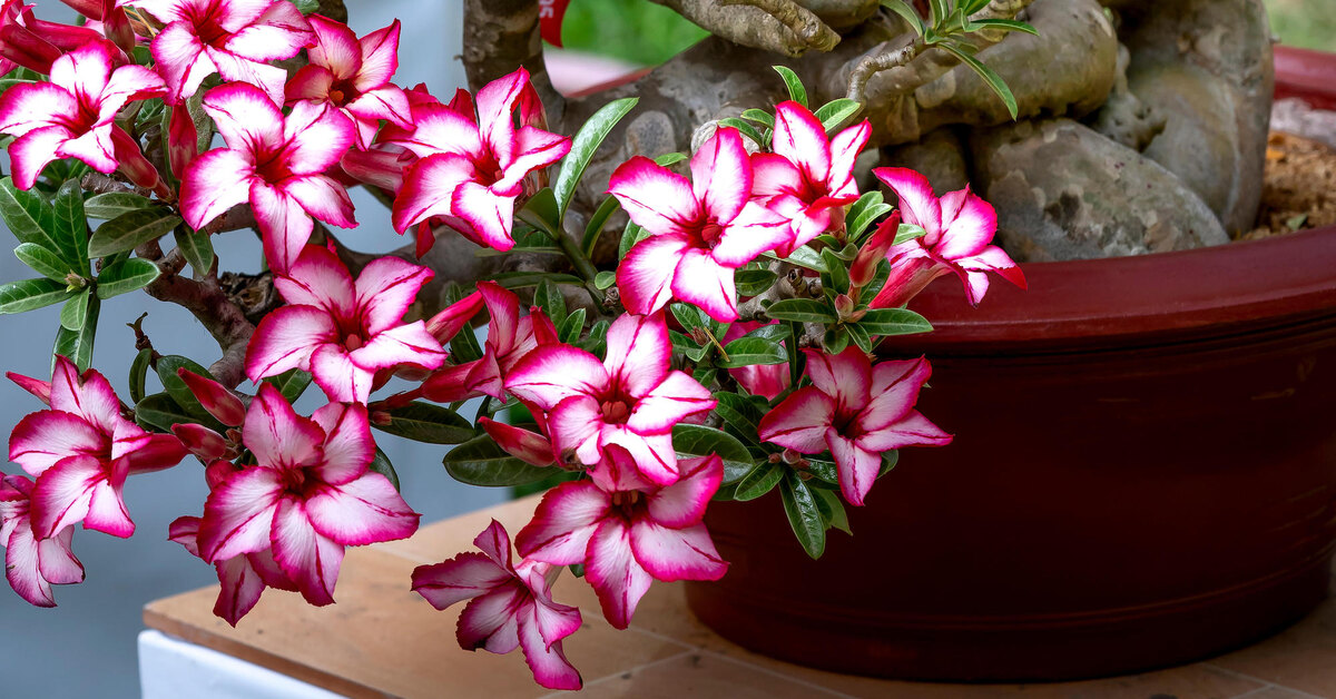Adenium Obesum Desert Rose Cynthia