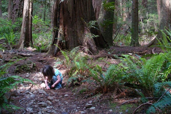 Двухлетняя девочка провела в лесу четверо суток и выжила