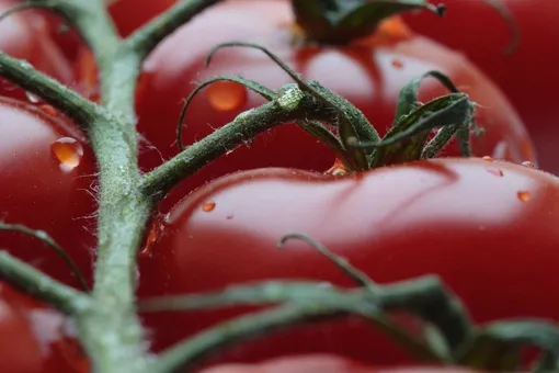 Обеспечьте правильную подкормку томатам