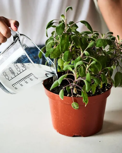 Способы применения аспирина для комнатных растений