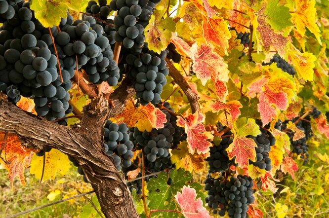 Заготовка черенков винограда осенью и хранение