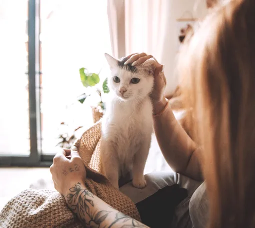 почему кошки вылизывают волосы