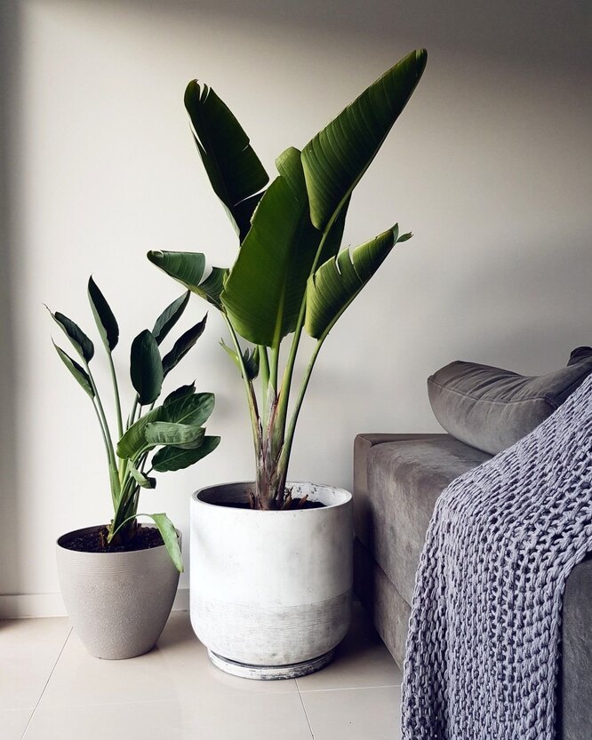 Strelitzia Nicholas