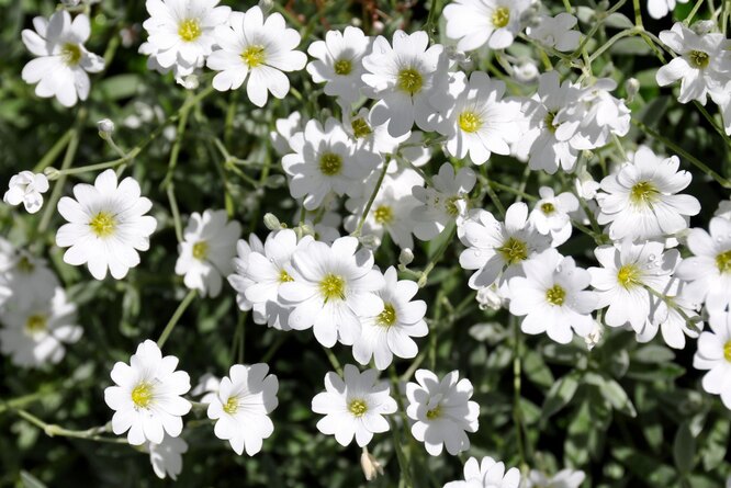 Ясколка серебристая — почвопокровный многолетник цветёт белыми цветками, собранными в небольшие зонтики