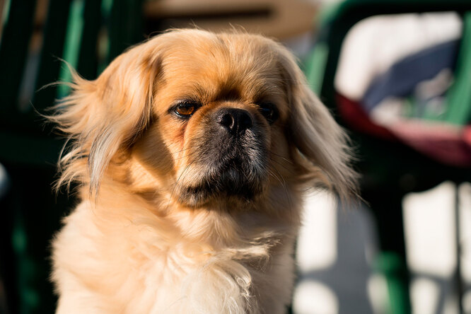 Зато симпатичная 10 самых непослушных пород собак Зато симпатичная: 10 самых непослушных пород собак