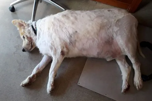 «Вставал и задыхался»: волонтёры помогли псу с ожирением сбросить 40 кг