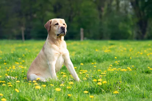 Лабрадор-ретривер, какая порода собак считается самой умной