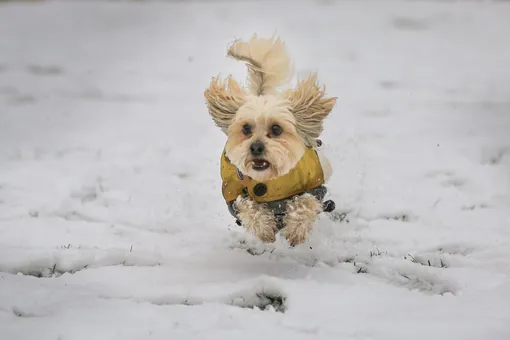 Собака на зимней прогулке фото