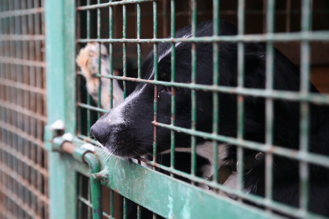 Контактных зоопарков больше не будет. Закон о жестоком обращении с животными принят в Госдуме