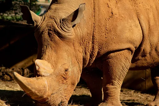 Слишком любит ласку: этот носорог весит больше тонны и плачет без внимания людей