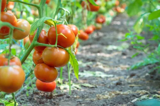 Потребность томатов в освещении на разных этапах развития