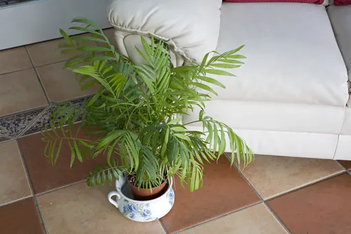 Хамедорея – комнатные растения тенелюбивые и неприхотливые