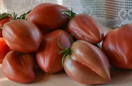 Крупноплодный томат Бычье сердце