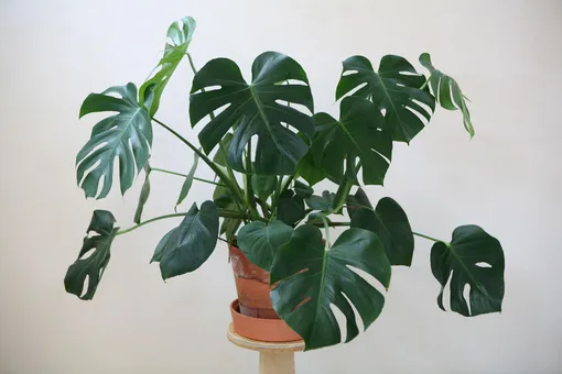 Правильный полив для монстеры