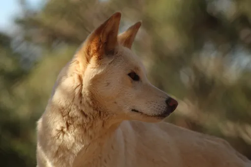Динго, ты? Найдены считавшиеся вымершими поющие собаки. (видео)