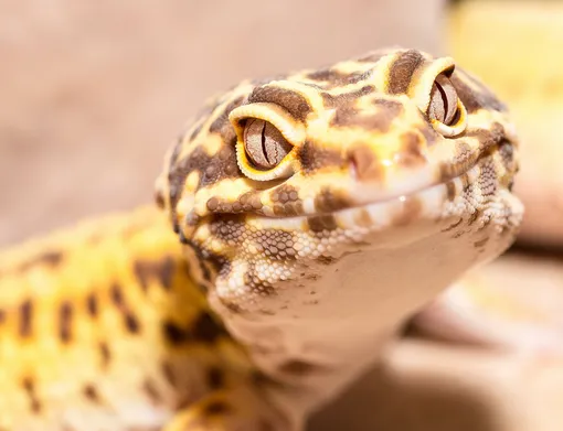 леопардовый геккон как ухаживать