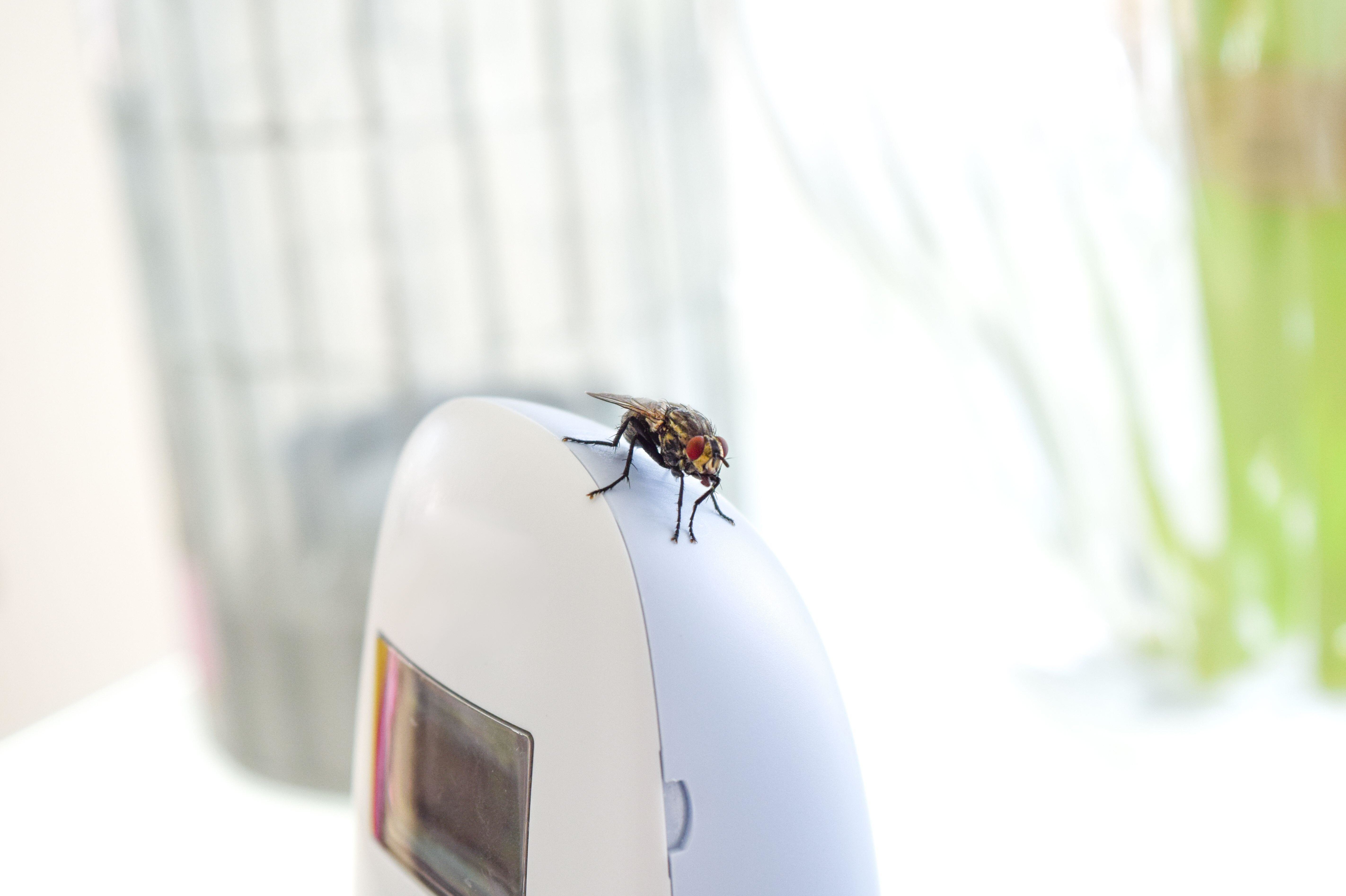 Осторожно мухи. Мультиварик ТВ Муха приставуха. Зачем мухи садятся на людей и кусают.