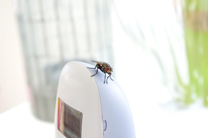 Почему мухи липнут к людям, особенно с утра, а ещё и кусаются в конце лета?