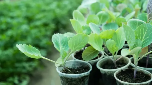 Температурный и световой режим при выращивании рассады капусты