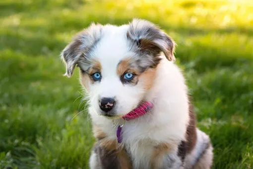 Ошибка или дар природы: почему собаки рождаются с голубыми глазами?