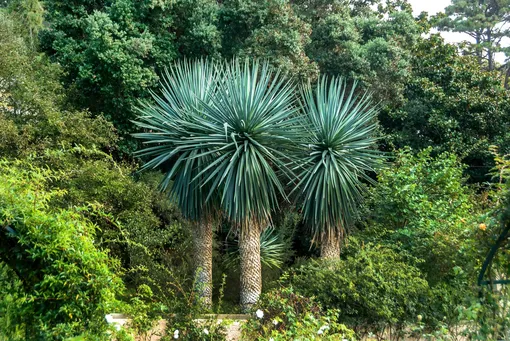 Растение юкка по виду напоминает пальму, хотя к пальмам отношения не имеет