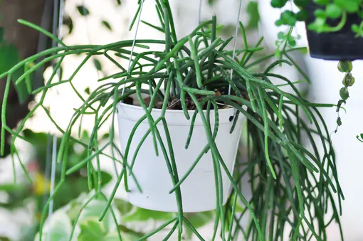 Вьющееся растение — Рипсалис цереусовидный
