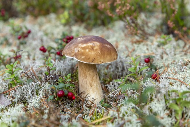 Новые правила сбора ягод и грибов вступили в силу: придется брать лес в аренду