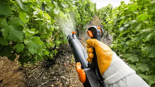 Нарушение режима обработки винограда от вредителей