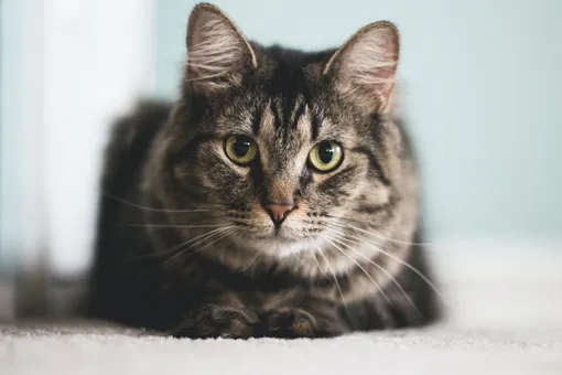 Потерянная кошка вернулась домой через 7 лет — её узнали по микрочипу