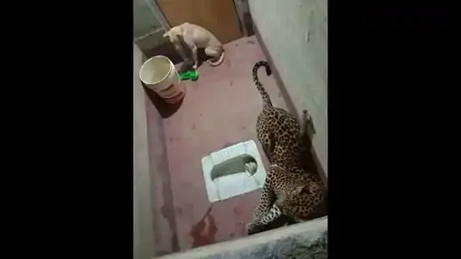 Леопард и собака