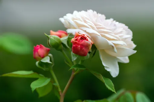 Обрезка роз стимулирует их здоровый вид и пышное цветение