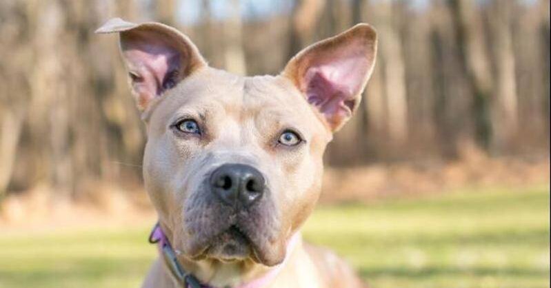 Сроки родов у собаки