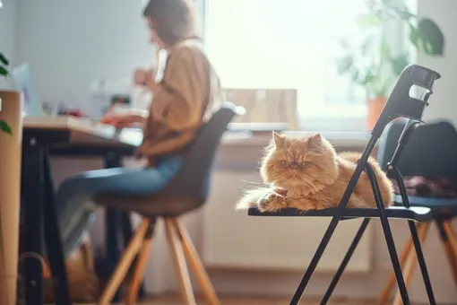 Чтобы кошка не прыгала на стол, ей нужно предложить другие варианты, например, высокие стулья, шкафы или полки
