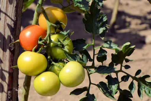 Особенности созревания помидоров