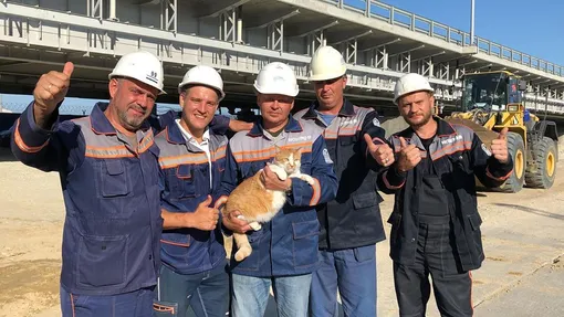 Кот Мостик со строителями