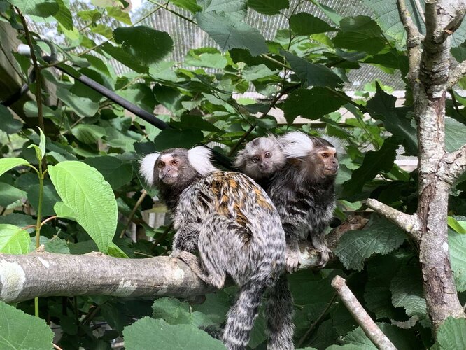 обезьянка в новой семье
