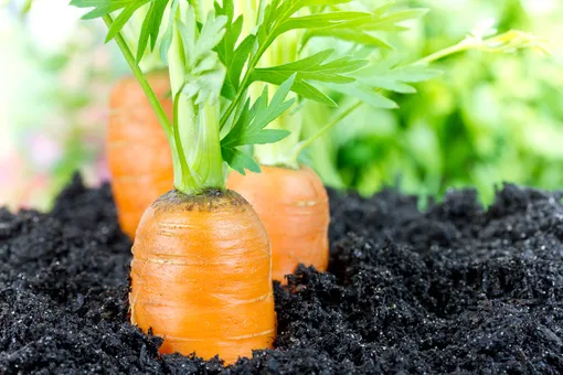 как вырастить ровную морковь