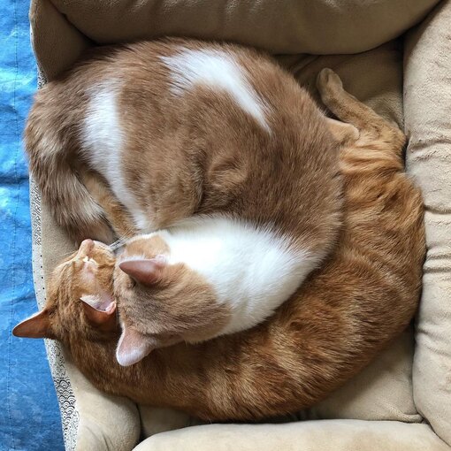 Коты, обожающие автоматическую кормушку – подарки в обмен на еду Коты, обожающие автоматическую кормушку: подарки в обмен на еду