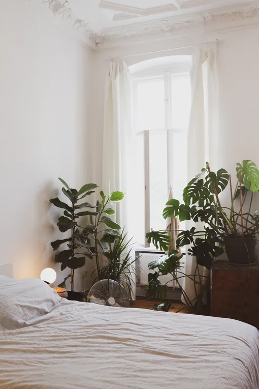 Всего одно небольшое растение в спальне может помочь лучше спать