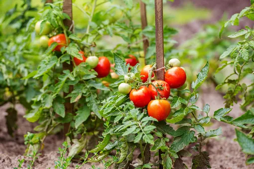 Польза дрожжевого удобрения для томатов