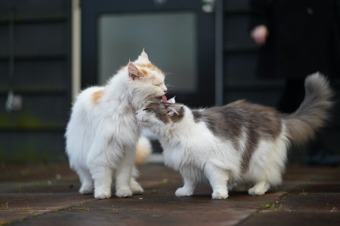 Кошки вылизывают друг друга