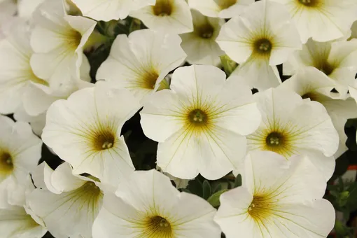 Петуния, лучшие белые цветы