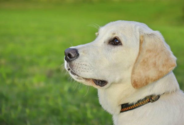 Самые умные породы собак: топ 10 самых сообразительных, фото, описание